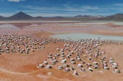 Ein einsamer Flecken auf dem Altiplano auf mehr als 4.000 Meter Höhe: Die Laguna Colorada ist die Heimat der rosafarbenen Flamingos.
