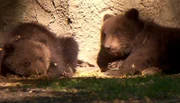 ARD/NDR LEOPARD, SEEBÄR UND CO., Folge 101, "Herzlich willkommen im Elefantenhaus!", am Montag (02.04.12) um 16:10 Uhr im ERSTEN. Die Bärenkinder brauchen einen Mittagsschlaf in der Sonne.