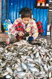 Der Fischreichtum am Tonle Sap ist legendär: Fermentierter Fisch in Form von Fischpaste wird hier produziert und ist eine der wichtigsten Zutaten der kambodschanischen Küche.