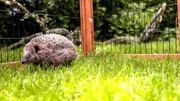 Hedgehog