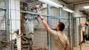 Tiger Aljoscha ist eher ein schüchternes Tier. Für seinen Pfleger Ronny Häusler ist es immer wieder eine Geduldsprobe, den Sibirischen Tiger für das sogenannte Medical Training zu begeistern.