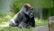 Gorilla Ivo im Zoo Berlin.