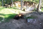 Bär und Wolf kämpfen um die Beute.