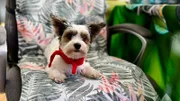 Gino, ein Yorkshire-Terrier-Rüde, hatte eine OP am Knie und braucht Physiotherapie.