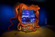 The new octopus tank at the Greensboro Science Center.