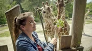 Anna füttert die beiden Giraffenfreundinnen Taziyah und Makena. Bei den Giraffen gibt es tatsächlich echte Freundschaften unter Weibchen.