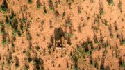 Drohne filmt Elefanten. Selbst einzelne Elefanten können aus dem All identifiziert werden. Drohnen filmen dann die Nahaufnahmen in Kenias Samburu Naturschutzgebiet.