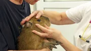 Capybara