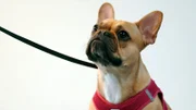 Superjung und Knieprobleme: Die eineinhalb jährige Französische Bulldogge Chara muss operiert werden.