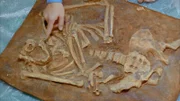 Knochen eines Neandertalers