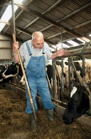 Peter (Peter Lustig) bemüht sich, die Kühe gut zu versorgen.