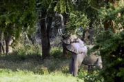 Ein Elefant im Gorongosa-Nationalpark