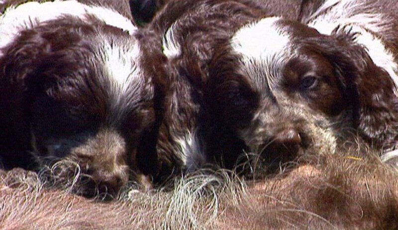 Unser Hund (D, 2008)