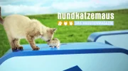 hundkatzemaus - Title card