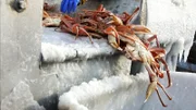 Close up of crab falling from ice covered table to ice cvered hopper.