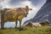 Kühe gehören zu den Almtieren, die von ihren Bauern seit Jahrhunderten in die Berge getrieben werden.