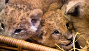 Die vier Löwenbabys werden der Öffentlichkeit präsentiert.