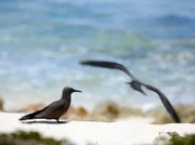 Mehr als eine Million Seevögel brüten regelmäßig auf Aride.