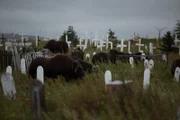 Bison grazing in a grave yard.