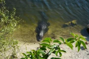 Sumpf in Florida