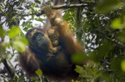 Ein Orang-Utan-Weibchen mit seinem Baby in den geschützten Moorwäldern des Katingan-Mentaya-Projekts. Die Primatengattung ist vom Aussterben bedroht.