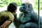 Filipp Penson mit einem Gorilla.