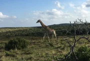 Begegnung mit einer Giraffe beim Safari-Ausflug im Inkwenkwezi Park in der Nähe von East London, Südafrika.