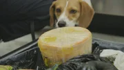 Der Beagle eines Agrarspezialisten erschnüffelt einen Gegenstand im Gepäck eines Reisenden. (Quelle: National Geographic)