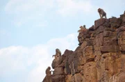 Eine Gruppe von Mantelpavianen am Rande einer Klippe in der Afar-Senke