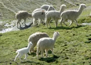 Alpakas in den peruanischen Anden leben in Herden auf Höhen zwischen 4.000 bis maximal 6.000 Metern Höhe.