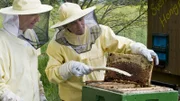 Kein Stich mit dem richtigen Schutz: Fritz (Guido Hammesfahr, r.) lernt von Sven (Oliver Dupont, l.) alles über Bienen und das Honigmachen.