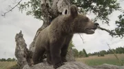 Beobachtung von erhöhter Warte aus - auch das lernen die kleinen Bären schnell.