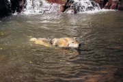 Wolf Alan durchschwimmt einen 400 Meter breiten Fluss.