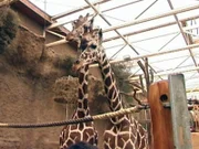 Als die Tierpfleger im Giraffenstall aufräumen wollen, versetzt der grosse Giraffenbulle Markus einen Schlag mit dem Kopf. Malindi, die Mutter, beginnt auf die Hinterbeine zu steigen, alle Tiere sind nervös. Denn schon kommen die ersten Besucher zur Namensvergabe.