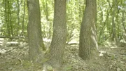 Ein lichter Wald mit mehrstämmigen Bäumen und viel Sonnenlicht, das den Waldboden erreicht: in einem Niederwald wachsen Bäume, die schnell wieder Stockausschläge bilden, wenn sie bis auf den Wurzelstock gefällt wurden.