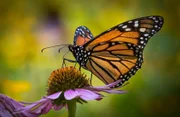 Portrait eines Monarchen-Schmetterlings