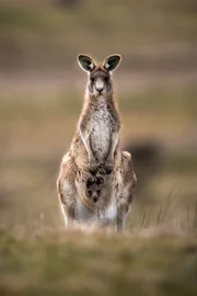 Wachsamkeit ist oberstes Gebot, wenn die Riesenkänguru-Mutter ein Junges im Beutel trägt.