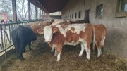 Regionales Bio-Rind ist auch für Kantinen bezahlbar, wenn das komplette Tier verwertet wird.