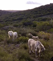 Begegnung mit weißen Löwen im Inkwenkwezi Safari-Park in der Nähe von East London, Südafrika.
