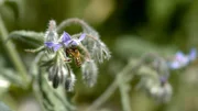 Der Borretsch oder Gurkenkraut ist eine wichtige Nektarquelle für Bienen und andere Insekten.