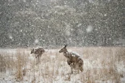Graue Riesenkängurus erleben in den australischen Bergen häufig Schneefall.