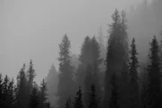 Autumn fog in the mountains, mountain forest