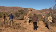Der Giraffentransport eines Bullen.