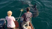 Die angehende Tiermedizinstudentin Lene Kleine und Ryan Johnson beim Anlocken der Haie.