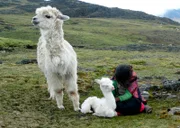 Bayerisches Fernsehen WELT DER TIERE, "Mein kleines Alpaka", am Sonntag (09.02.14) um 15:00 Uhr. Viele Kinder wünschen sich Tiere - aber das ist bemerkenswert: Die achtjährige Berta (im Bild) will für ein Alpakababy sorgen dürfen. Ganz so ungewöhnlich ist es aber nicht im Hochland von Peru. Dort weiden die höckerlosen Kleinkamele Seite an Seite mit dem Hochlandvolk der Qéros. Die Menschen leben in 4.000-6.000 Metern Höhe und sind auf die flauschige, wärmende Wolle ihrer Alpakaherden angewiesen.