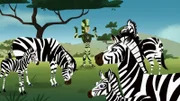 Martin hat sich als Zebra verkleidet, um näher an die Zebra-Herde heranzukommen.