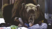 Die Stadtbären von Lake Tahoe, USA, sind bis zu fünfzig Prozent schwerer als ihre Verwandten in den Wäldern. Die Müllberge der Stadt locken von Jahr zu Jahr mehr Bären an.