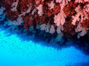 Intaktes Korallenriff im Unterwasser-Nationalpark rund um die Seychellen