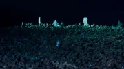 Schleppnetze, mit Öffnungen so groß wie ein Fußballfeld, hinterlassen beim Fischfang in der Tiefsee eine wüste Trümmerlandschaft. Auf der Strecke bleiben bis zu 1000 Jahre alte Korallen. Dieser Raubbau in der Finsternis zerstört ganze Lebensräume irreparabel, viele davon unerforscht.