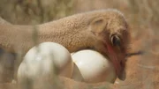 Ein Straußenmännchen rollt hingebungsvoll die Eier in seinem Nest.